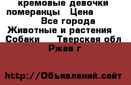 кремовые девочки померанцы › Цена ­ 30 000 - Все города Животные и растения » Собаки   . Тверская обл.,Ржев г.